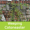 Bare root weeping cotoneaster